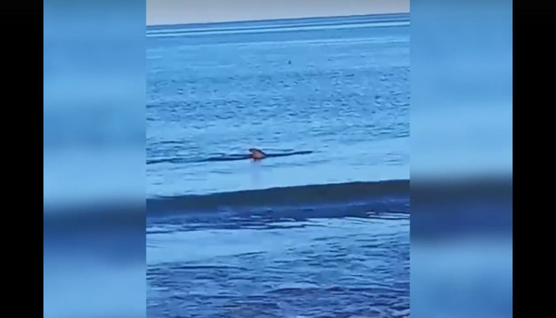 дельфин в море