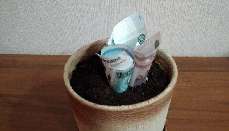 деньги растут  дома