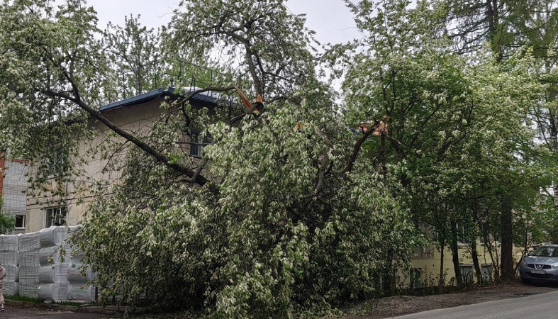 Дерево на Загородной