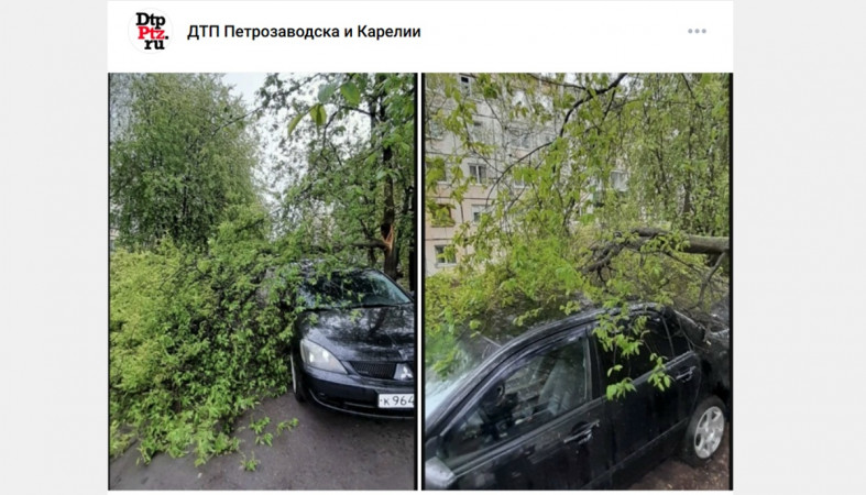 дерево на машине