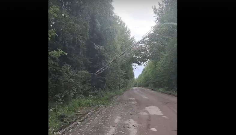 упавшее дерево