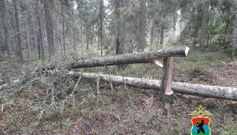 Поваленные деревья