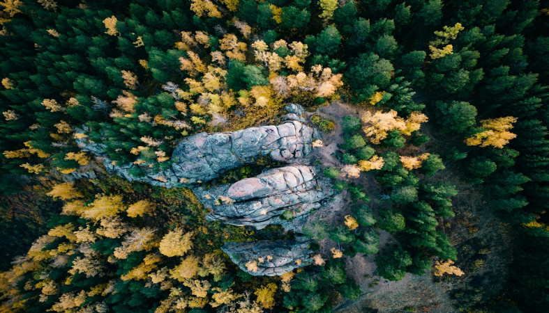 Лес, тайга