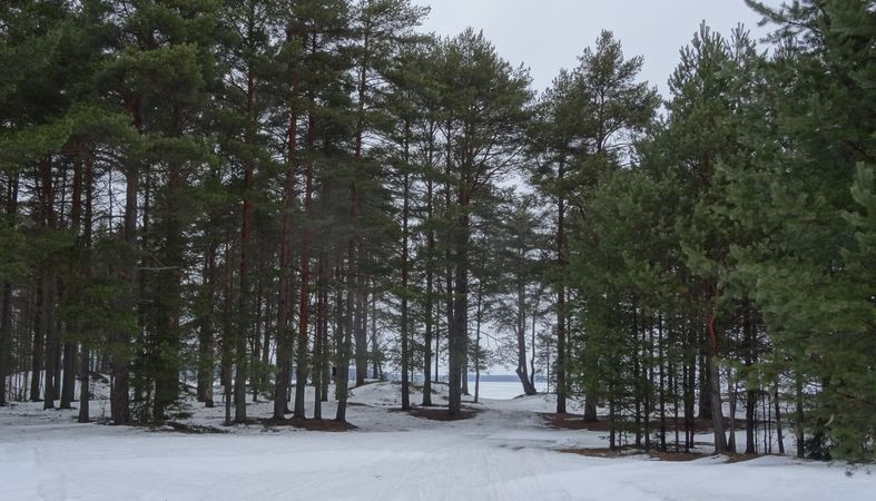 Шелтозерцы выступают против застройки берега Онежского озера