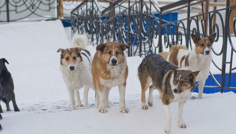 Приют для животных хатико. ООО "Экосервис" отлов собак. Фото собак в Болотово за январь 2023 Экосервис.