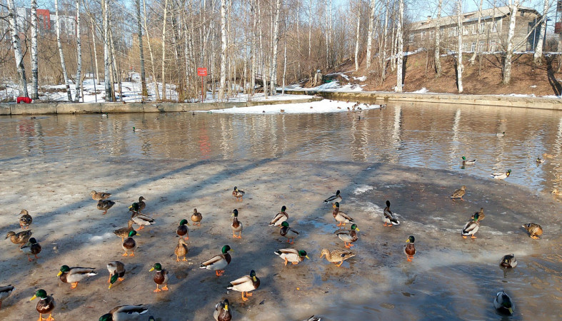 Весенняя речка с утками.
