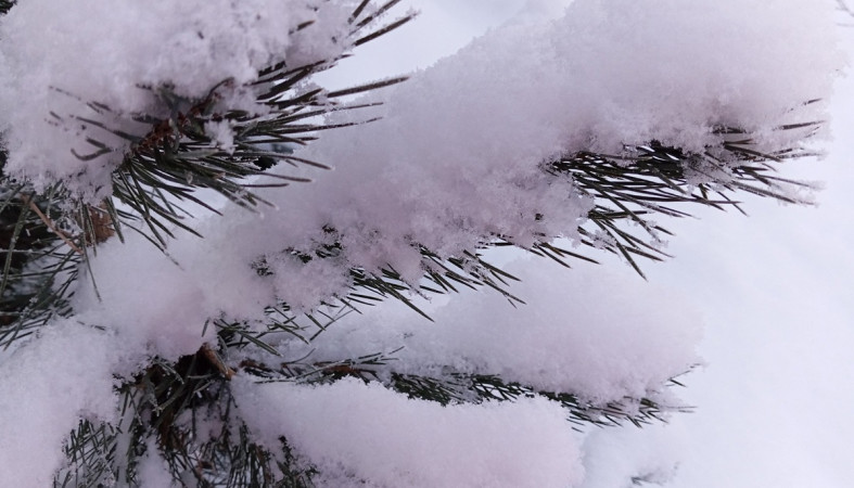 снежная сосна