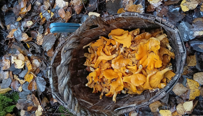 Грибы личиски в корзинке