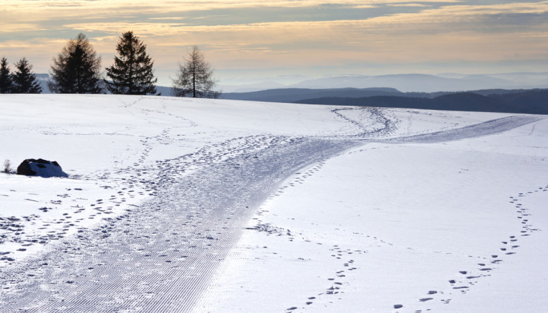 зима_следы_граница