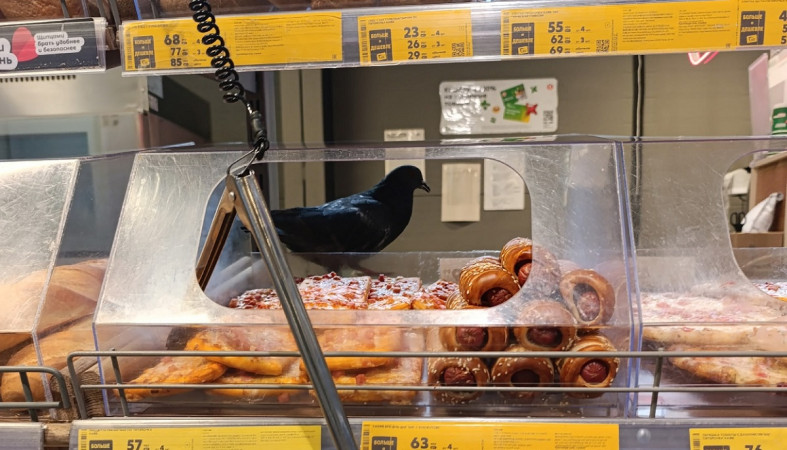 Голубь на прилавке в магазине