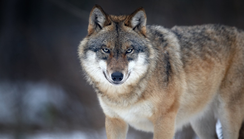 Волки загрызли шестерых собак в Суоярвском районе