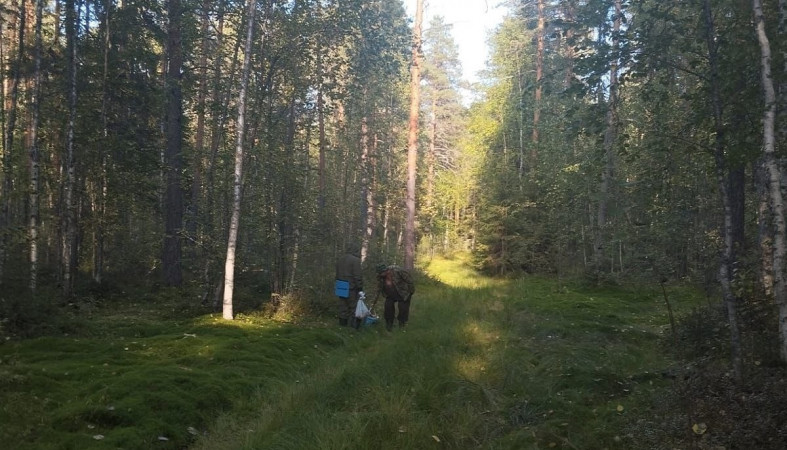 Грибник в лесу