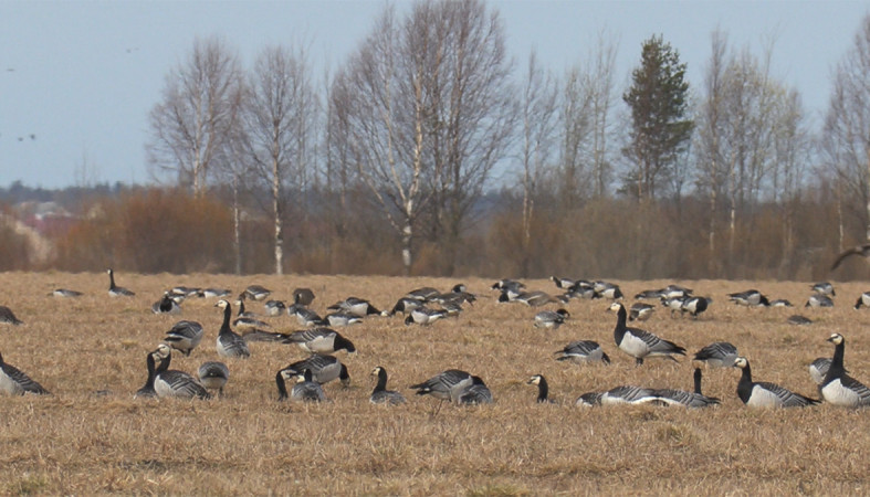 Гуси на олонецких полях