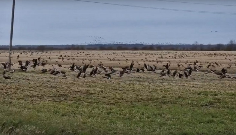 Сотни гусей отдыхают на поле в Олонецком районе