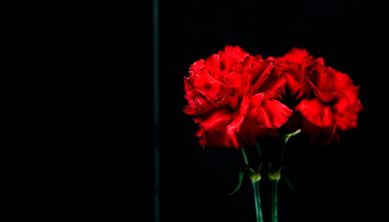 гвоздики гвоздики