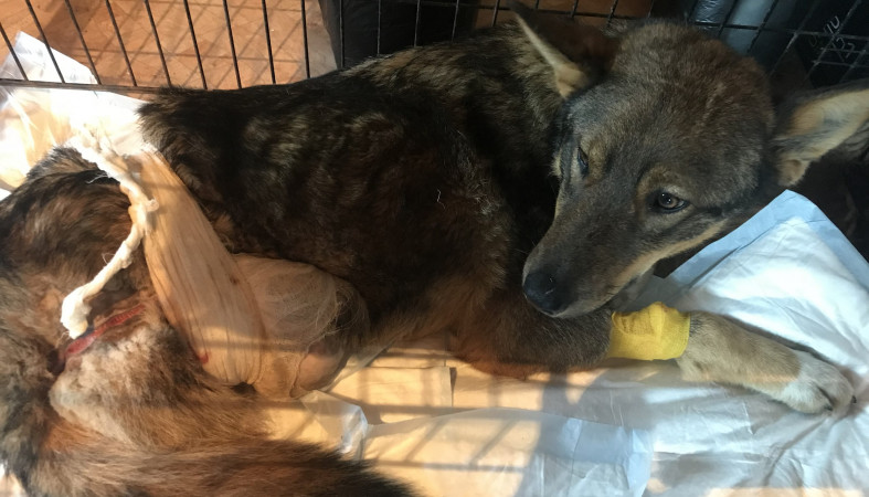 Собаке из Карелии с отрубленными лапами изготовят протезы в Европе