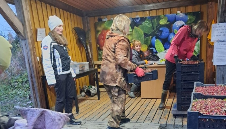 Брусника