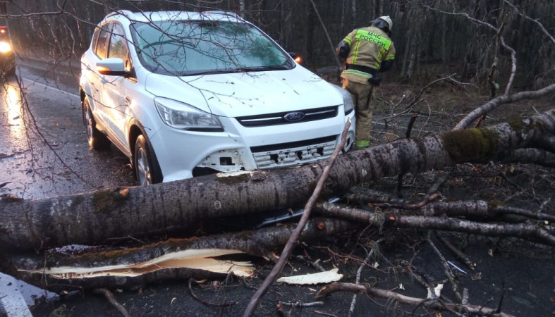 Дерево упало на автомобиль на дороге в Карелии