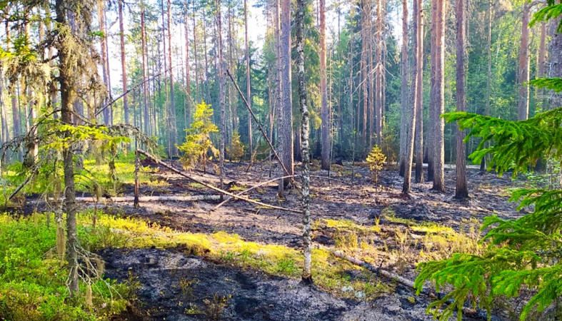 Пожарище в молодом сосновом лесу.