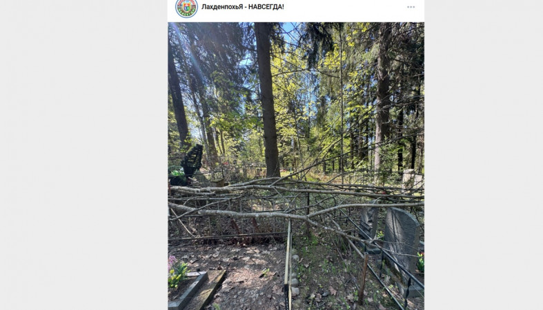 дерево на могилах