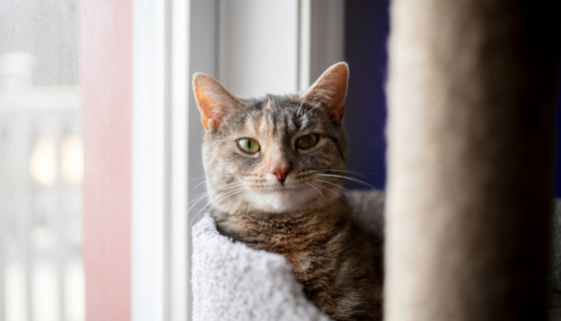 кошка кошка