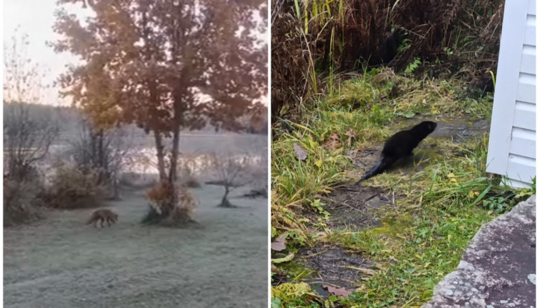 норка и лиса на дачном участке