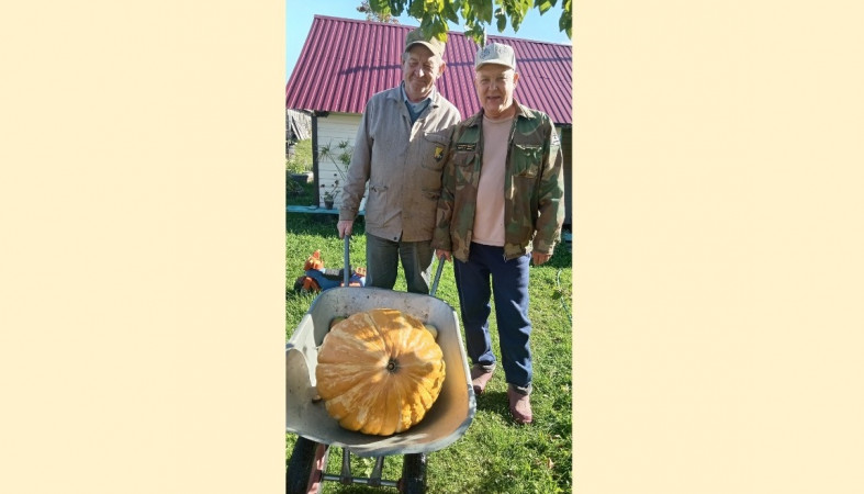гигантская тыква в тележке