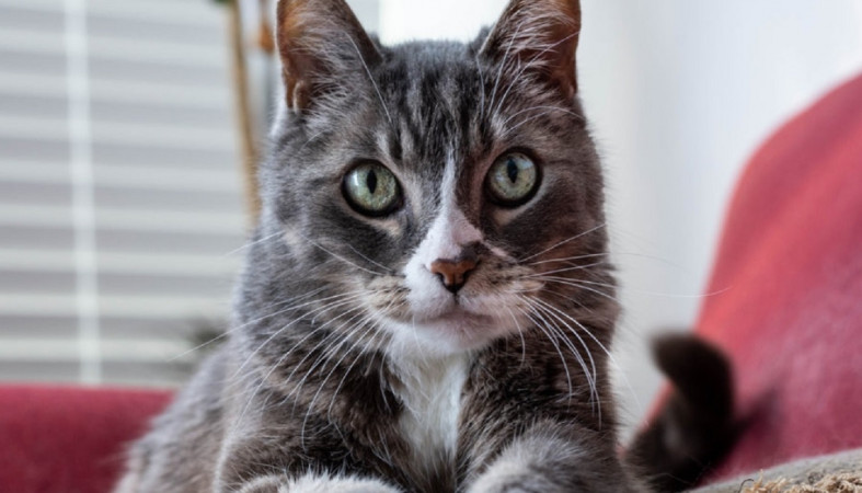 Кошка лежит