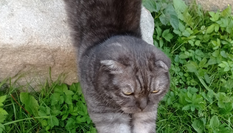 кот