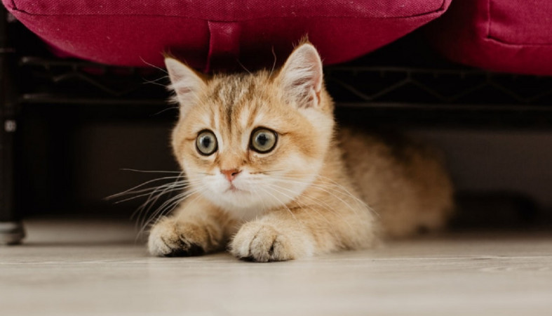 Котенок на полу