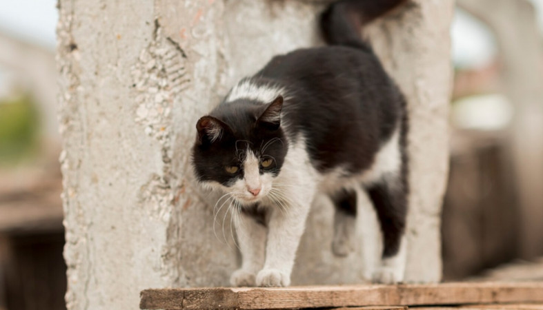 кошка