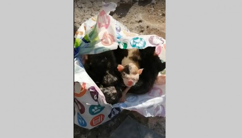 Котята  в пакете