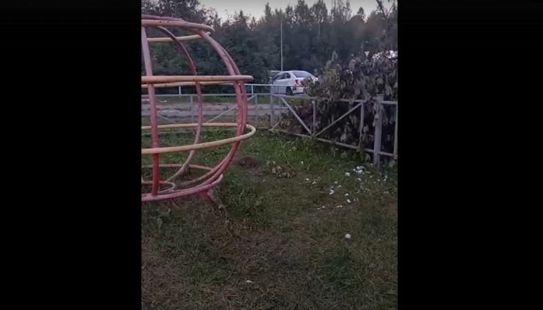 крысы