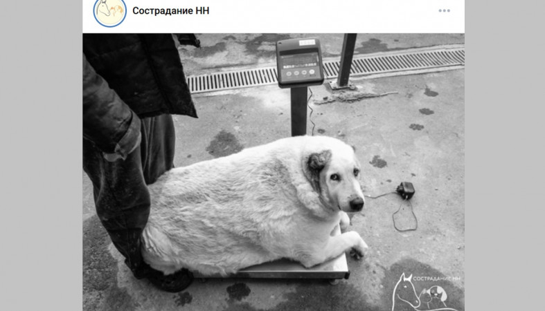 пес-алабай