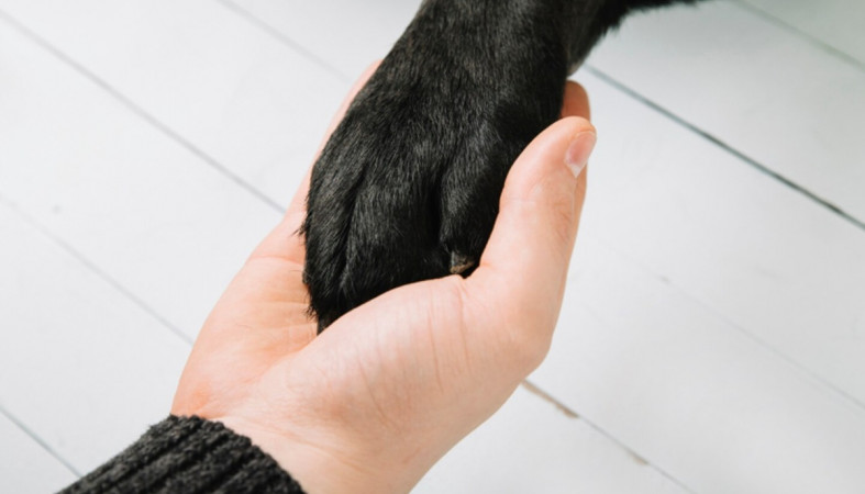 рука и лапа