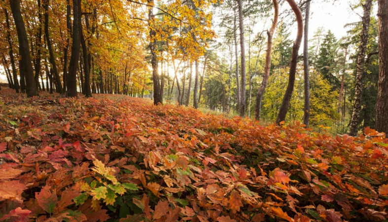 осенний лес