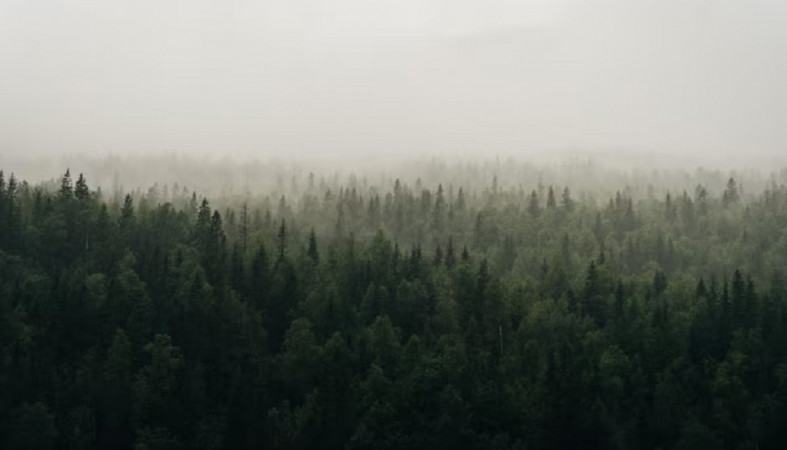 Осень в лесу
