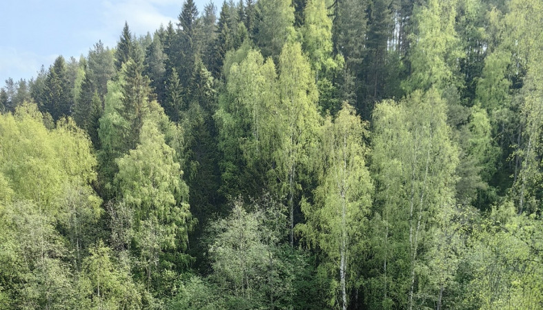 лес с высоты