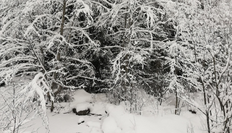 пригородный лесок