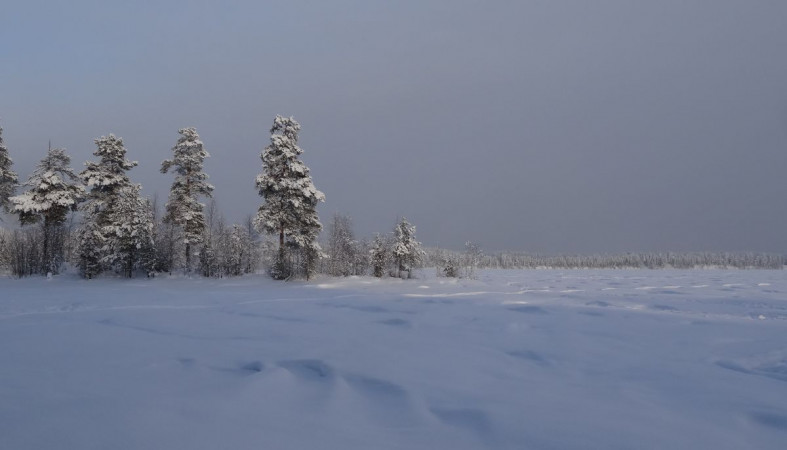 Зимний лес Зимний лес
