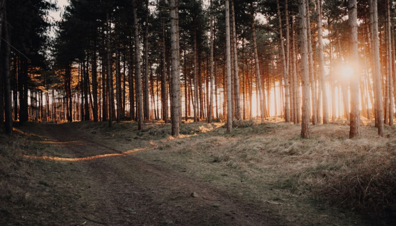 Качественный лес 