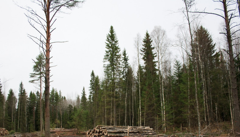 лесная делянка лесная делянка