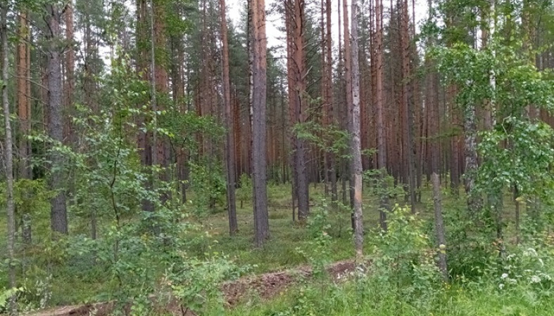 Грибы собирают в окрестностях Петрозаводска