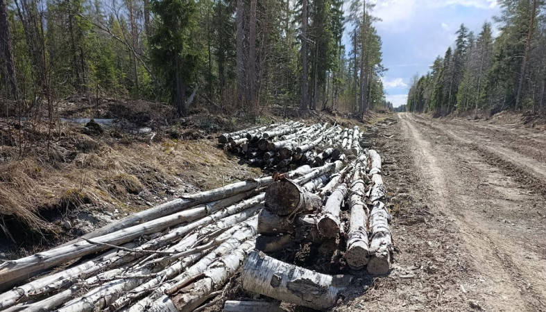 Лесная дорога в Прионежском районе