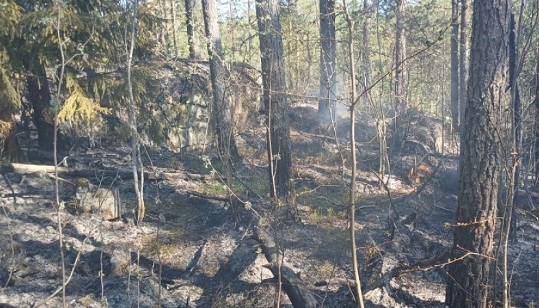 Первые пожары в лесах случились в Карелии
