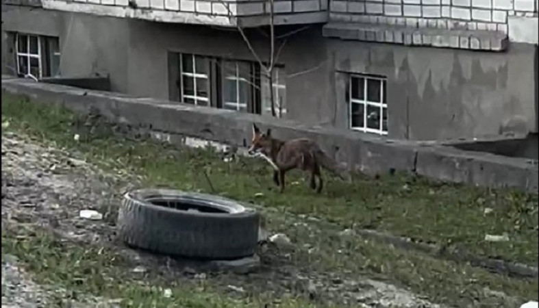 Лесного хищника сняли на видео у многоэтажки в Петрозаводске
