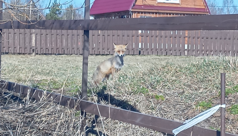 Лиса в деревне