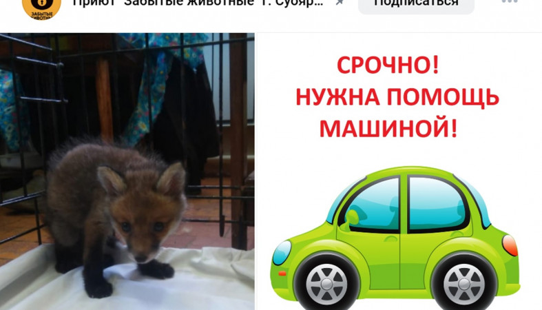 спасение лисенка