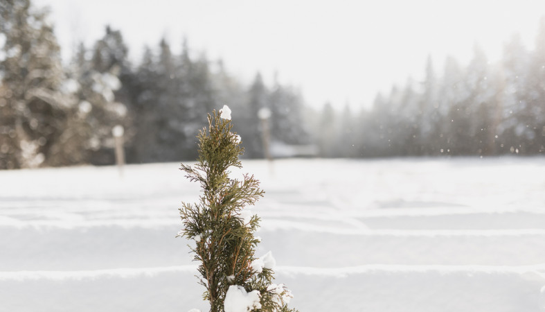 снег_дерево_поле