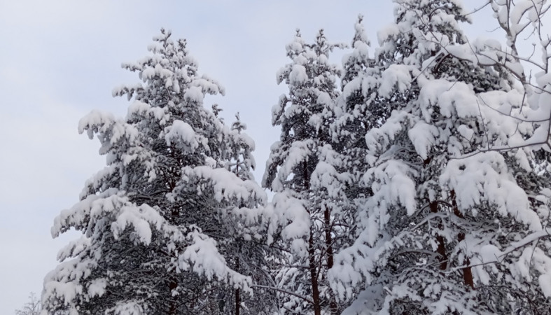 зимний лес зимний лес